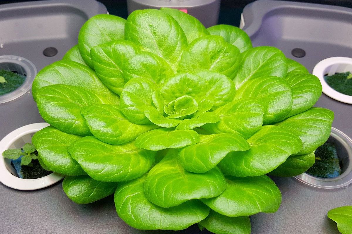 ERDM PV Hydroponic – ERDM Solar